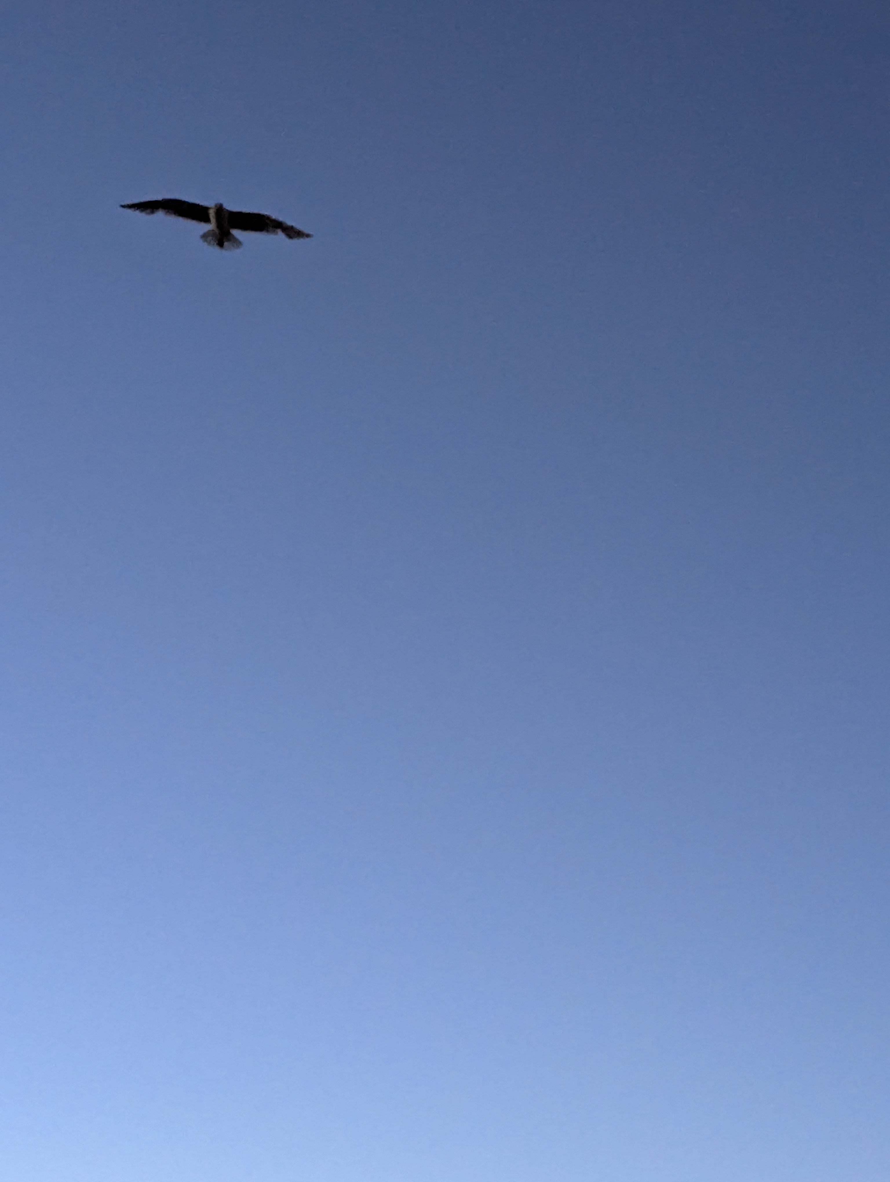 Birthday Trip to Canada, Victoria, Vancouver Island, British Columbia